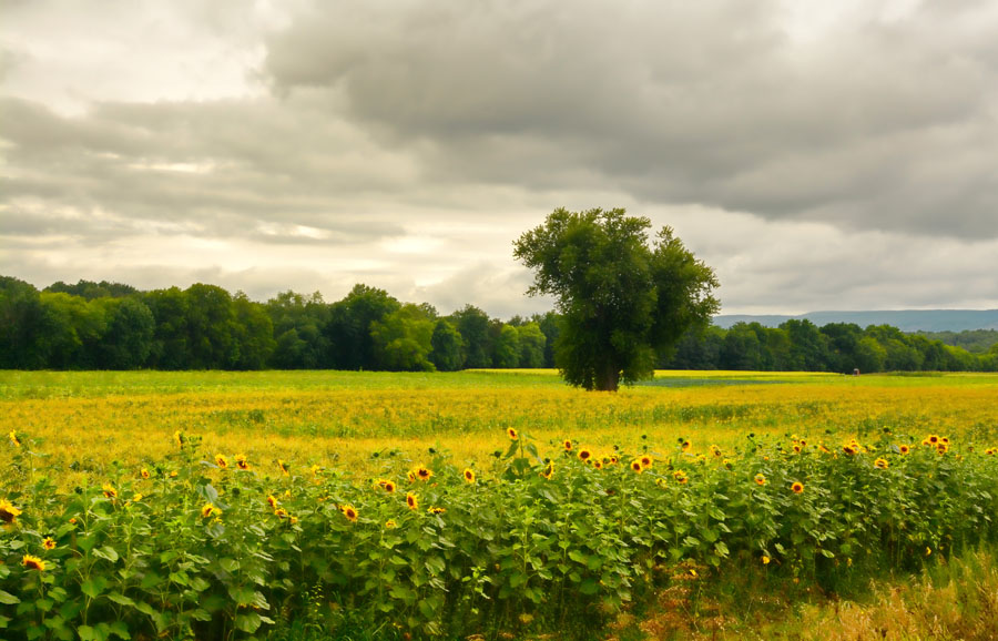Sunflowers and The Tree